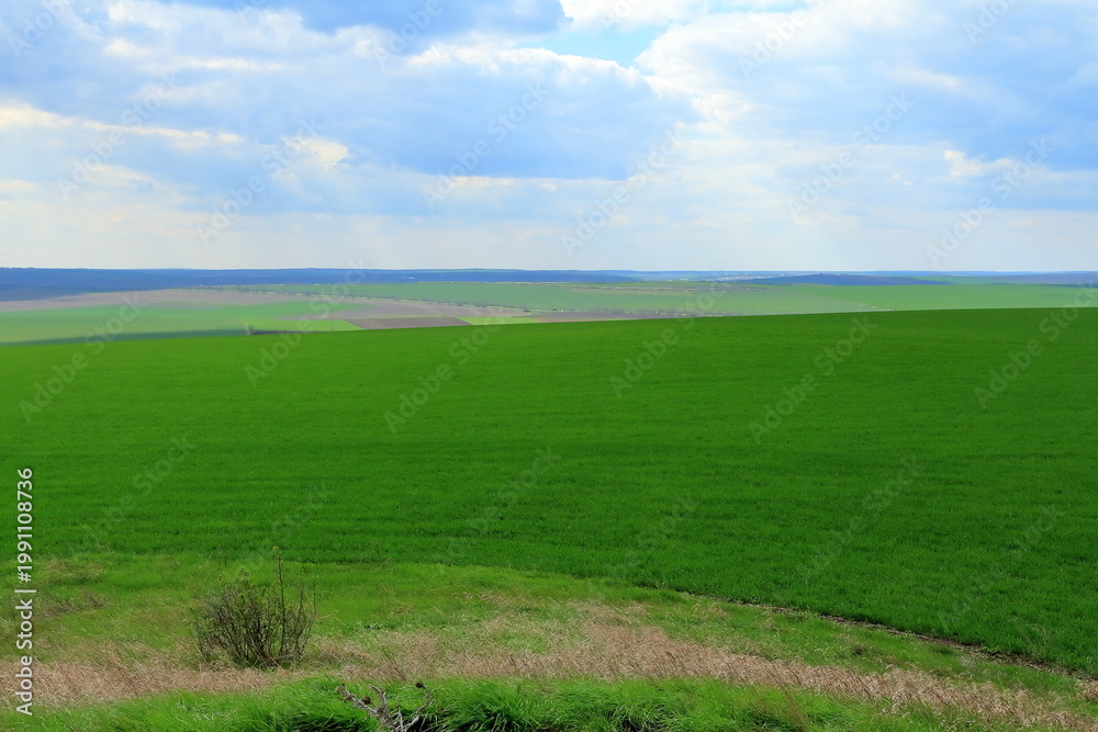 Fototapeta premium A large green field