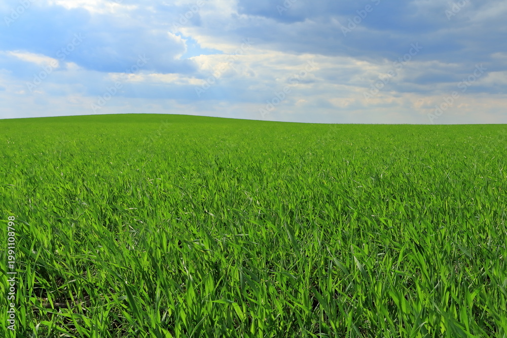 Obraz premium A field of green grass