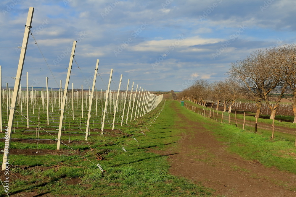 Obraz premium A path with rows of white sticks on it and trees in the background