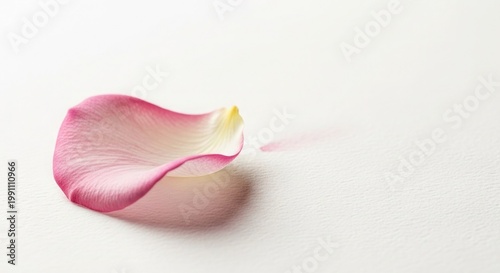 Delicate pink rose petal on soft white background, minimal floral composition with gentle texture and light. Concept of beauty, romance, tenderness and natural elegance. 