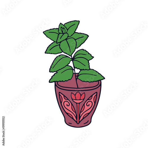 Hand drawn line art mint plant in pot icon vector illustration. Doodle aromatic tea herb clipart
