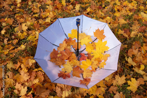 An umbrella with leaves on a sunny day on maple leaves in the park. An autumn concept.