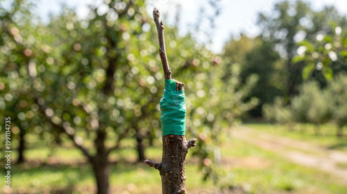 Freshly Grafted Apple Scion Union Wrapped in Parafilm Grafting Tape