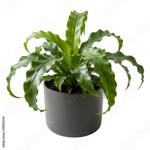 A green fern plant in a gray pot
