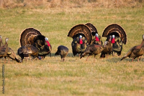 Fotografija Wild Turkeys during mating season