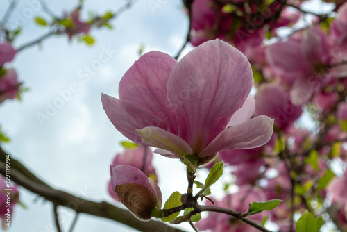Close view of pink magnolia flowers blooming on a tree branch against a pale sky. Soft spring atmosphere, delicate petals and fresh green leaves with natural copy space.