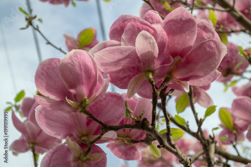 Close view of pink magnolia flowers blooming on a tree branch against a pale sky. Soft spring atmosphere, delicate petals and fresh green leaves with natural copy space.
