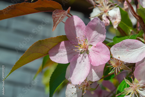 Macro view of delicate apple tree blossoms with soft white and pink petals, yellow stamens and fresh green leaves in sunlight. Spring garden atmosphere with natural background.