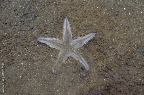 砂に潜るモミジガイ　海岸動物