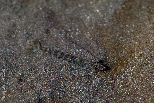 クルマエビ　干潮時