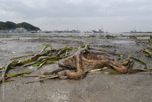 潮に取り残されたタコ　マダコ　ワイド
