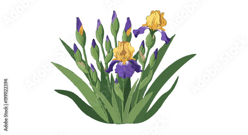 Vector illustration of purple and yellow iris flowers with buds on black background