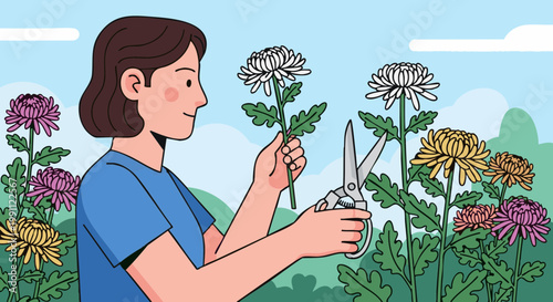 Woman cutting colorful chrysanthemum flowers outdoors with pruning shears. Vector illustration of gardening hobby