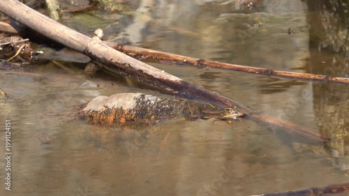 Une grenouille, amphibien de l'ordre des anoures, dans une mare