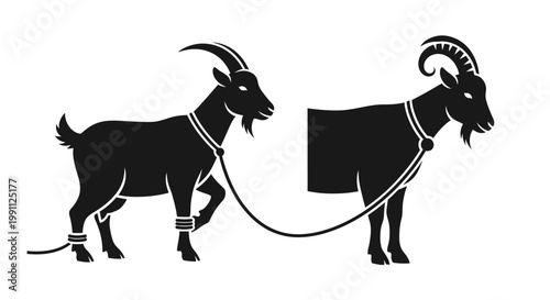 Two goats on a leash together.