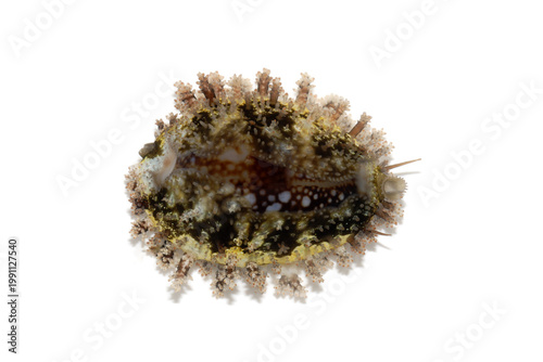 タカラガイ　ハナマルユキ　白バック