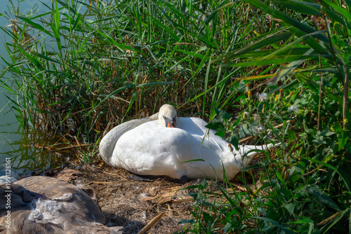  Mute swan resting in a nest by the water, nestled among grasses and foliage. The serene environment reflects a peaceful scene of nature. Nearby, a brown-feathered cygnet lies close.
