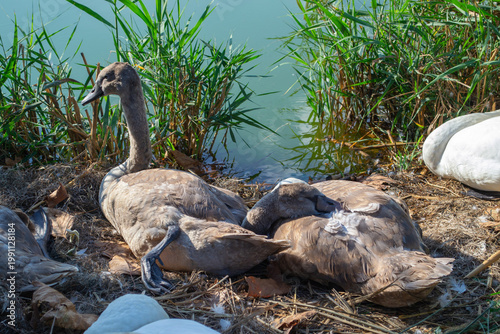 Young swans rest peacefully by the water, surrounded by reeds. The scene captures a serene moment of wildlife in its natural setting, highlighting the beauty of these graceful birds.