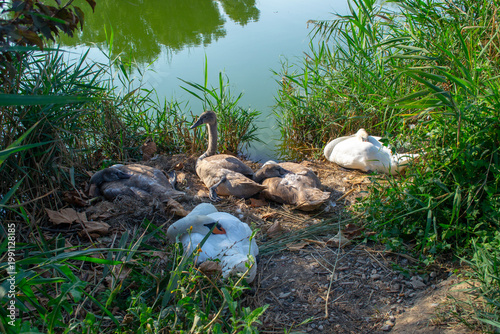 A family of swans, including cygnets, rests on a grassy riverbank. The serene atmosphere is enhanced by the calm water and surrounding greenery, creating a tranquil wildlife scene.
