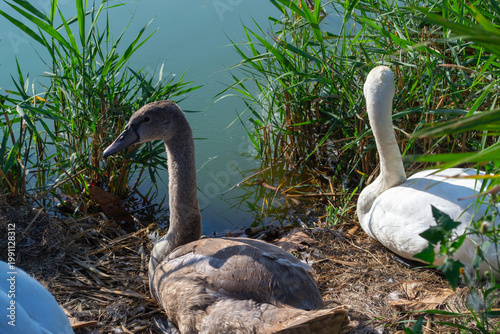 Swans and cygnets rest by a tranquil lake, surrounded by lush reeds. The serene setting highlights the natural beauty of the waterbirds in their habitat.