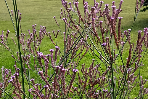 アレチハナガサ