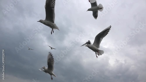 Group of seagulls soaring and diving against a dramatic grey sky. Beautiful wildlife scene showcasing bird flight, freedom, and nature in motion during a cloudy day near the coast.