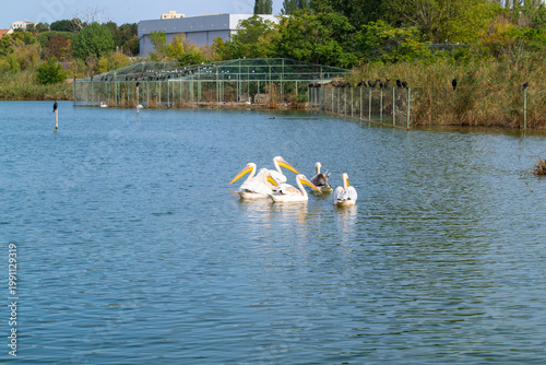 Pelicans gracefully swim in a tranquil lake surrounded by natural greenery and other birds perched nearby. The serene environment provides a peaceful setting for this group of pelicans.