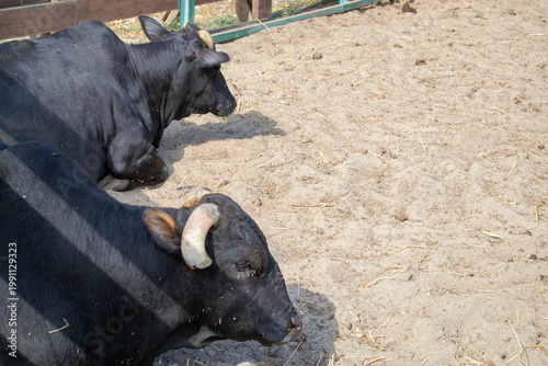 Two black bulls resting on sandy ground within a fenced enclosure. Their posture is relaxed, lying down with a calm demeanor, highlighting rural and agricultural themes.
