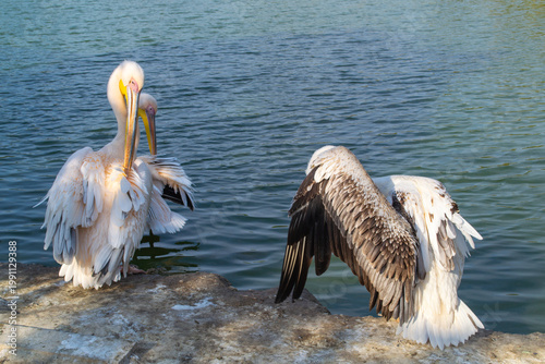 Three pelicans by the water engage in preening behavior, smoothing their feathers under sunlight. The scene captures the birds in a moment of grooming and relaxation by the shoreline.