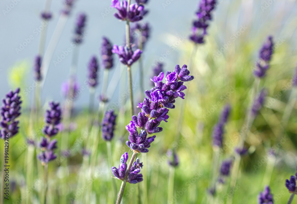 Obraz premium Close-up of blooming lavender flowers in a garden. Selective focus highlights a vibrant purple lavender spike against a soft, blurred green background. 