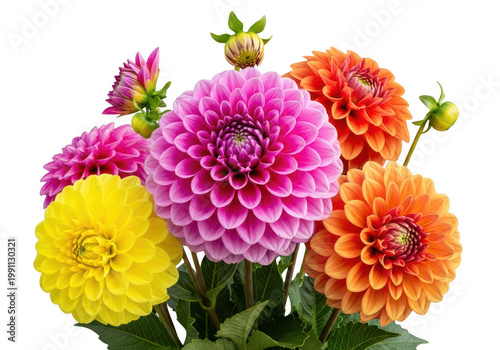A vibrant bouquet of colorful dahlias on transparent background