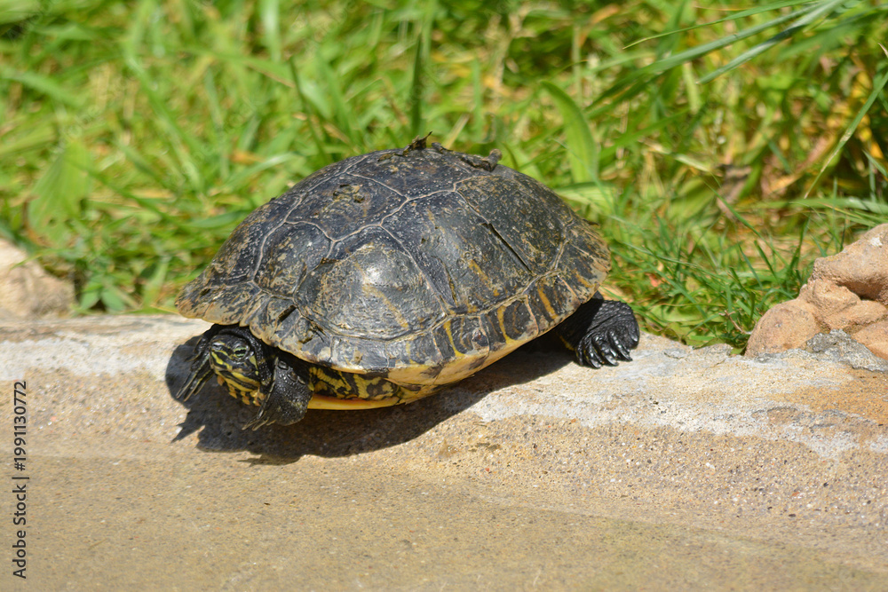 Obraz premium Tortuga