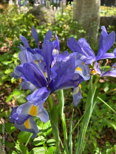 公園にさく紫の花