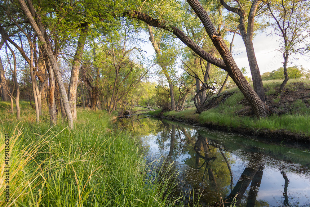 Obraz premium Forest Stream with Reflection and Sunlight – Peaceful Nature Background