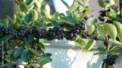 Ripe black chokeberry berries on a branch outdoors, green leaves, soft background, close-up, natural garden scene. Aronia melanocarpa