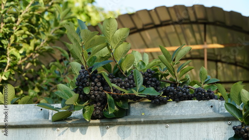 Black Chokeberry in orchard. Aronia melanocarpa.