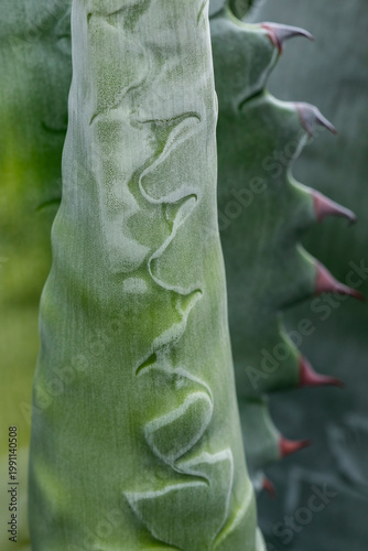 Agave leaf closeup