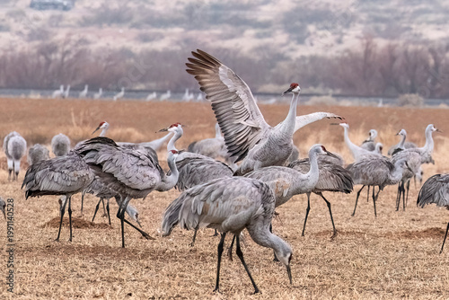 Sand Hill Cranes landing
