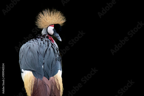Crowned Crane