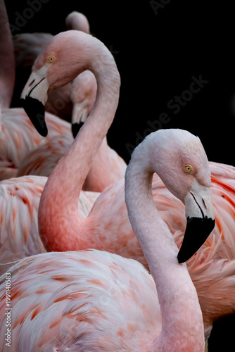 2 flamingos posing