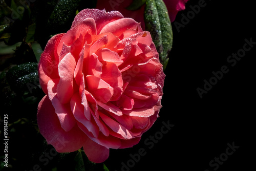 Red rose with morning dew
