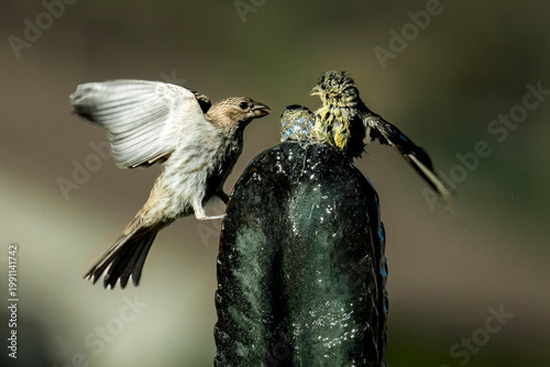 Birds arguing over water at a fountain