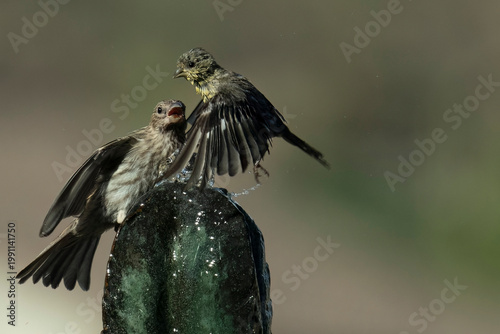 Birds interacting at the fountain