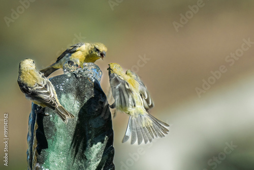 Birds interacting at the fountain