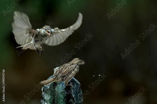 Finches challenging each other for water