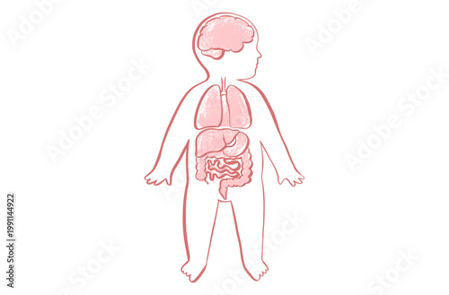 Organ Systems Sketch