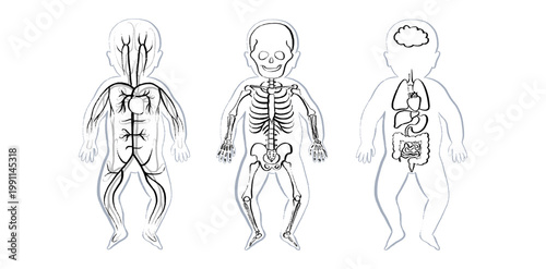 Organ Systems Sketch