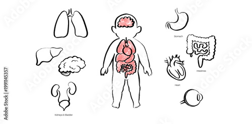 Organ Systems Sketch