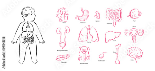 Organ Systems Sketch