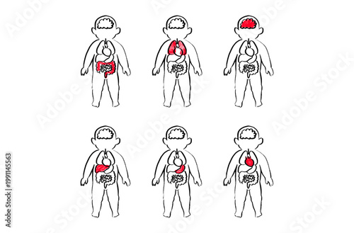 Organ Systems Sketch